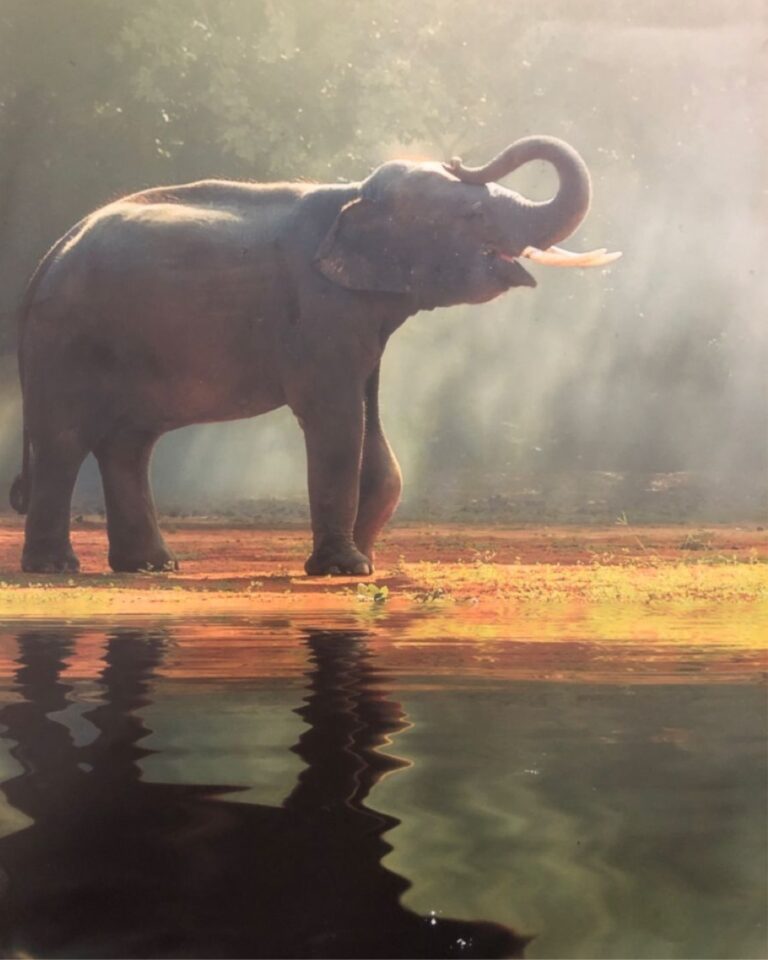 Corbett resorts