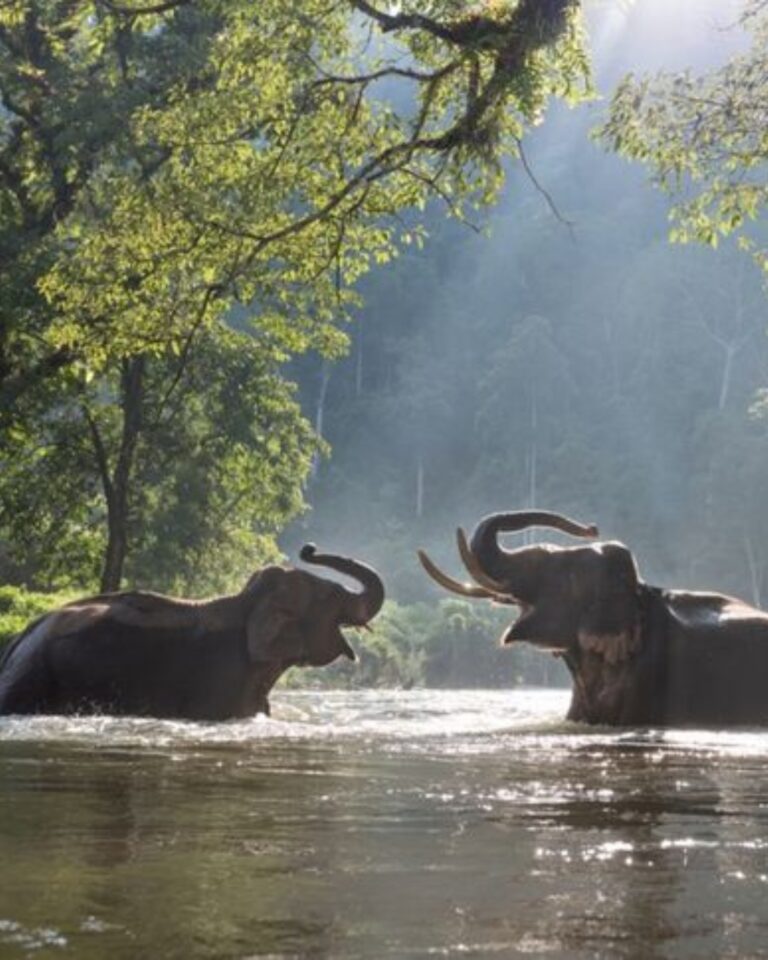 Beautiful Wildlife