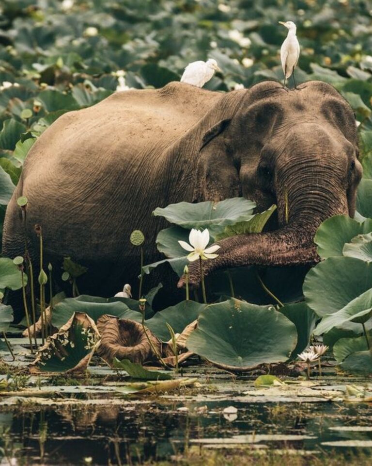 corbett national park
