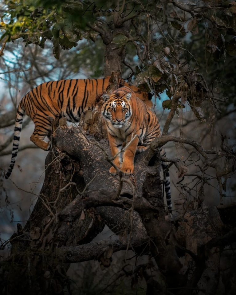 jim corbett national park